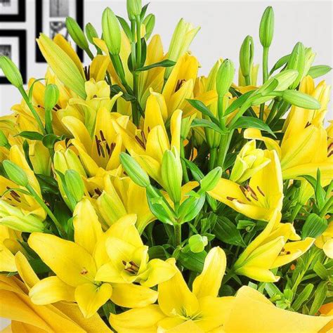 Online Yellow Asiatic Lilies Delivery in Pune | Blooms Only