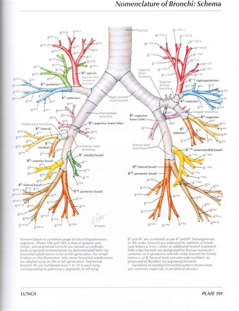 Function of bronchial tree