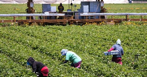 How commercial farming is unique from Subsistence farming? ~ Caroline Plouff