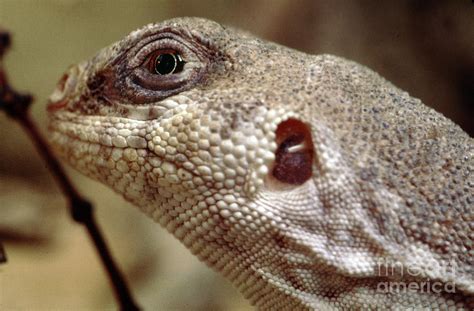 Desert Iguana, Dipsosaurus dorsalis, Lizard Photograph by Wernher Krutein