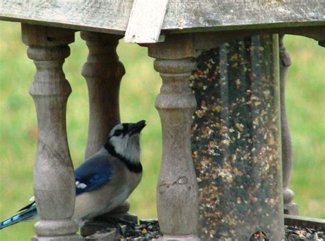 Squirrel Deterrent from your Bird Feeder Recipe | Just A Pinch Recipes