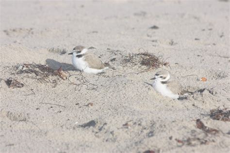 Snowy plovers (Charadrius nivosus) nesting at a protected habitat in Coal Oil Point CA [oc]# ...