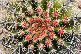 Barrel Cactus | Barrel Cactus Henderson, Nevada | James Marvin Phelps ...