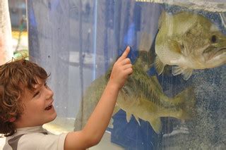 Largemouth bass | Visitors enjoy displays of freshwater fish… | Flickr