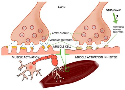 IJMS | Free Full-Text | Disorders of the Cholinergic System in COVID-19 ...