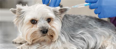 Rabies Vaccination in Dogs - Today's Veterinary Practice