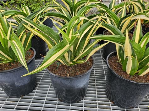 Furcraea foetida ‘Mediopicta’ – Sunshine Tropical Foliage – Home of the ...