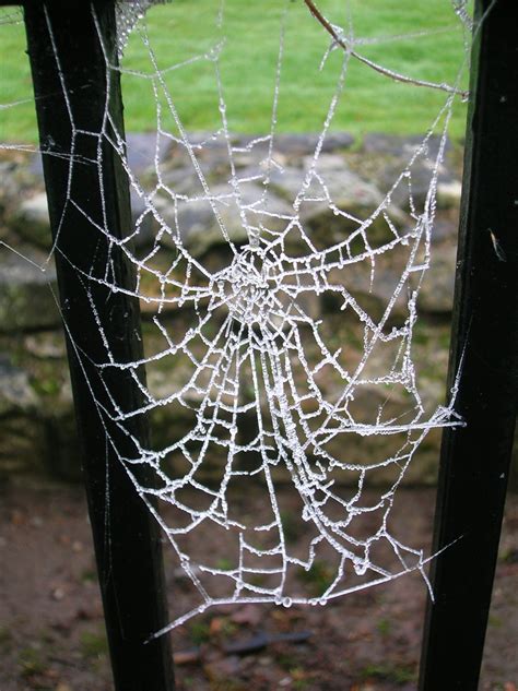 Free Images : window, pattern, material, invertebrate, spider web, arachnid, broken glass ...