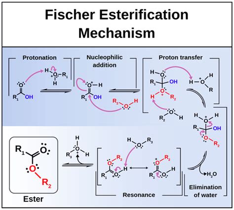 Esterification reaction - Labster