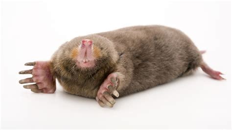 Moles Animal