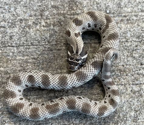 Anaconda Axanthic Western Hognose Snake for sale | Snakes at Sunset