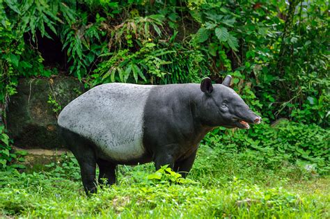 Endangered Animals In Malaysia