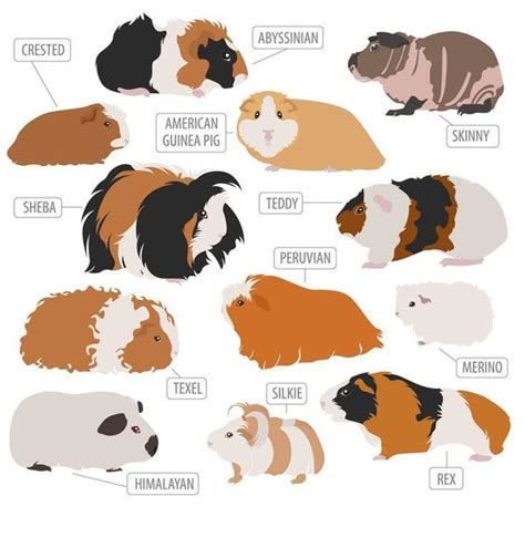 Guinea pig breeds – Artofit