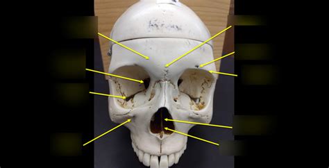 bones of the cranium and Face, frontal view Diagram | Quizlet