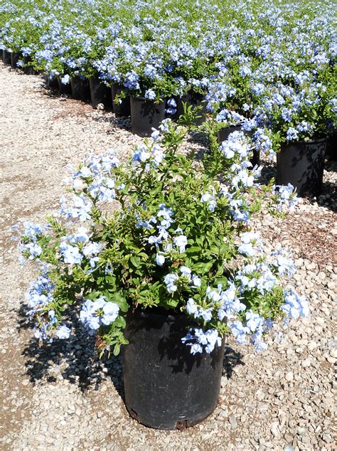 PLUMBAGO auriculata 'Imperial Blue' - T-Y Nursery