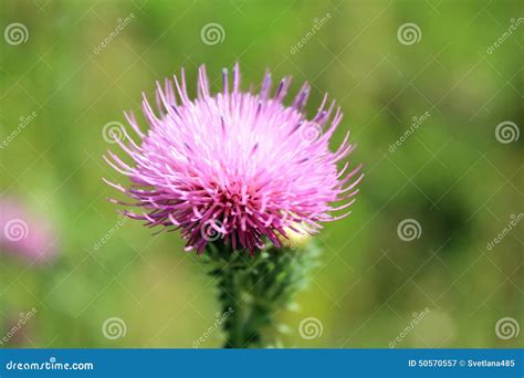 The Flower S Thorns, Weeds. Stock Image - Image of thorn, bright: 50570557