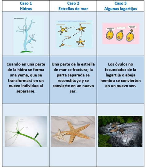 Humorístico ir a buscar plato reproduccion asexual en las plantas ...