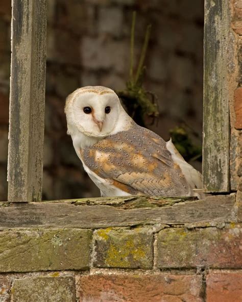 Barn owls get their name from their habit of hunting on farms and ...