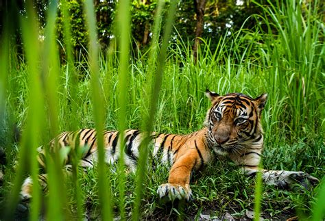 Sumatran Tiger Habitat