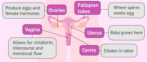 Female Fertility - Parts of the Female Reproductive System