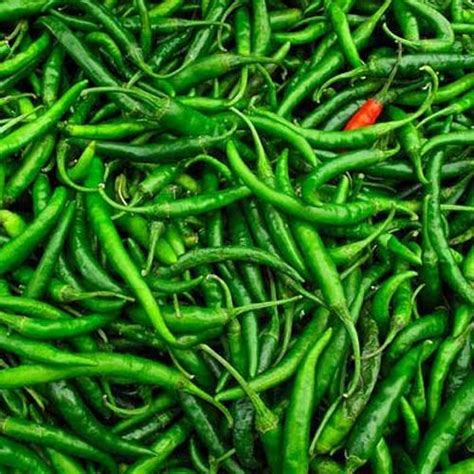 Fresh Green Chilli, 15 Kg And 40 Kg at Rs 30/kilogram in Deesa | ID ...