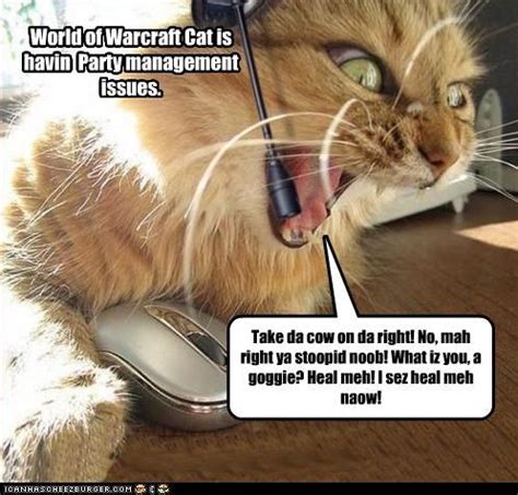 World of Warcraft cat | Funny games, Funny cats, Funny cat memes