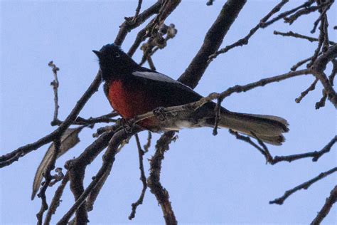 Painted Redstart from Jeff Davis County, TX, USA on June 10, 2023 at 11 ...