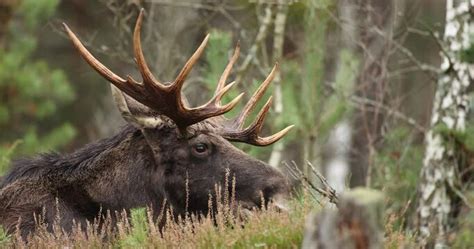 Moose Antlers Images – Browse 47,916 Stock Photos, Vectors, and Video ...