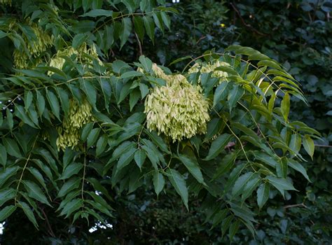 Ailanthus altissima (Tree of heaven)