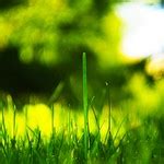 4K Resolution wallpaper 16:9 - Grass | 4096×2304 | By: Latente 囧 www.latente.it | Flickr - Photo ...