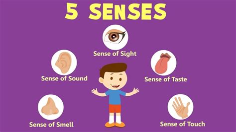 Sense Organs Name Online Learning | Sense Organs Worksheet For Kids - Kinderspecial