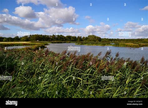 Rutland Water Nature Reserve, Rutland, England, UK Stock Photo - Alamy