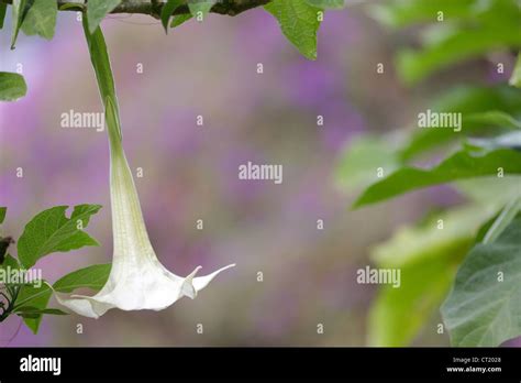 datura stramonium flower with copyspace Stock Photo - Alamy