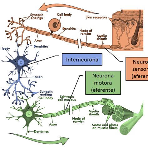Cuales Son Los Tipos De Celulas Nerviosas - Consejos Celulares