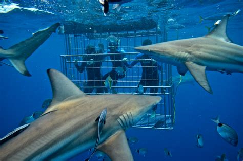 SHARK CAGE DIVING KZN IN DURBAN: Shark Cage Diving KZN