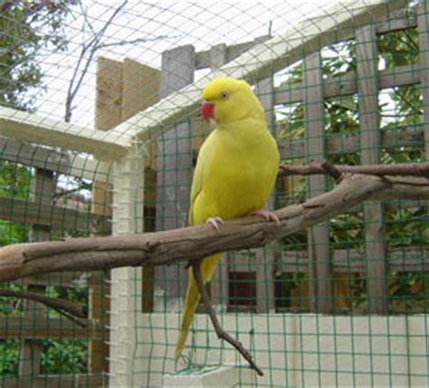 Lielow, the lutino Indian ringneck parakeet or psittacula krameri (pictures!)