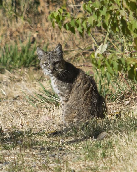 Bobcat ~ Rocklin Wildlife