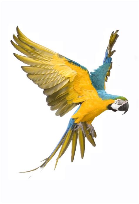 Parrot Facts for Kids | Explore Fun Facts about Parrots