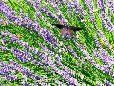 lavender + butterfly | Lavender butterfly, Beautiful butterflies ...