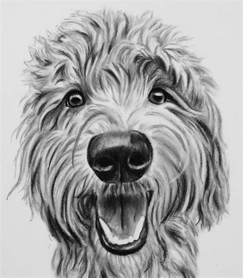 Goldendoodle Drawing at PaintingValley.com | Explore collection of ...