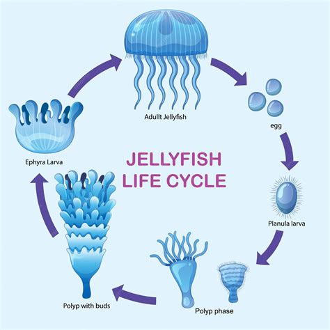 Premium Vector | Jellyfish Life Cycle Stages