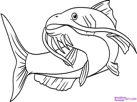 Catfish Line Drawing at GetDrawings | Free download