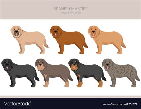 Spanish mastiff coat colors different poses Vector Image