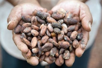 Cacao Beans | A Food of the Gods