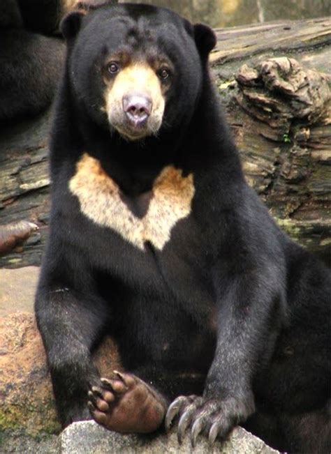 The sun bear (Helarctos malayanus) is a bear found in tropical forest habitats of Southeast Asia ...