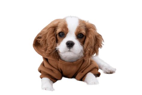 Cavalier King Charles Spaniels: Friendly, playful, and affectionate