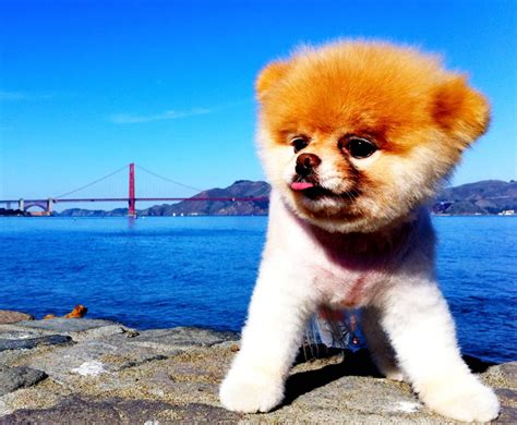 Meet Boo, 'The World's Cutest Dog'—And The Secret Facebook Employee Behind Him - Business Insider