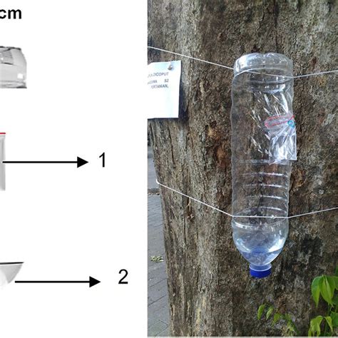 Total number of bark and ambrosia beetles collected in bottle traps ...