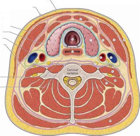 Deep Cervical Fascia - Anatomy - Mitch Medical Healthcare