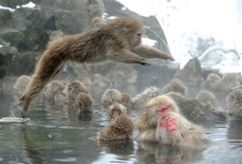 Japão: Macacos da neve tomam banho quente - Notícias - Mundo - Band.com.br